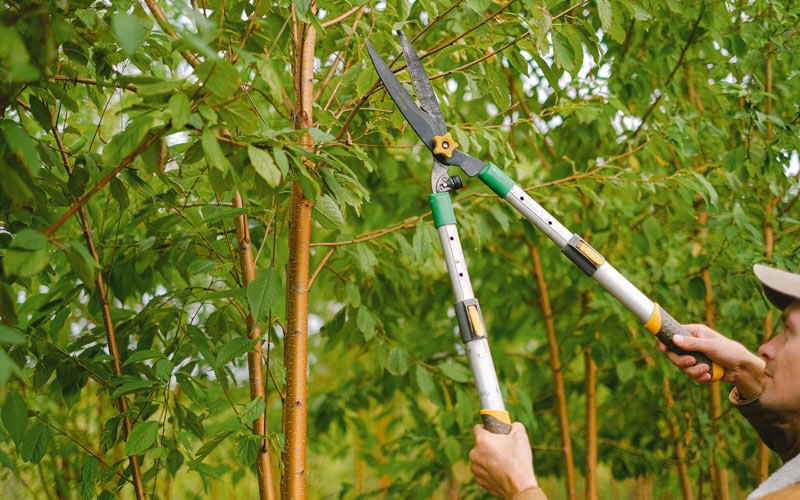 Tree trimming in Summitville, NY